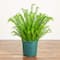 4ft. UV Resistant Artificial Boston Fern Plant with Real Touch Leaves (Indoor/Outdoor)